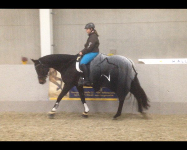 jumper Heatfire (Hessian Warmblood, 1997, from Heraldik xx)