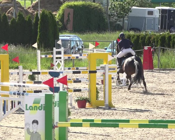 Reitturnier Fehraltorf 2019