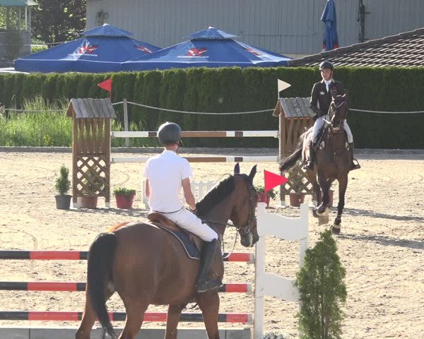 Reitturnier Fehraltorf 2019