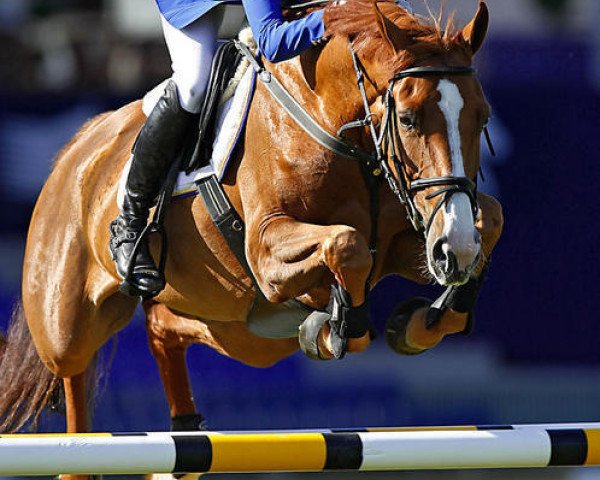 broodmare Carry Z (Zangersheide riding horse, 2001, from Caretano Z)