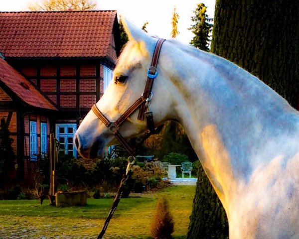 Zuchtstute Escada ZD (Holsteiner, 2012, von Chin Champ) Zuchtstute Escada ZD (Holsteiner, 2012, von Chin Champ)