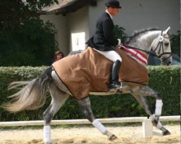 stallion Impuls (Austrian Warmblood, 2001, from Inselfürst)
