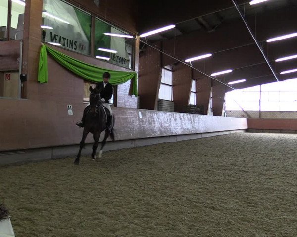 Reitturnier Hellefeld 2019