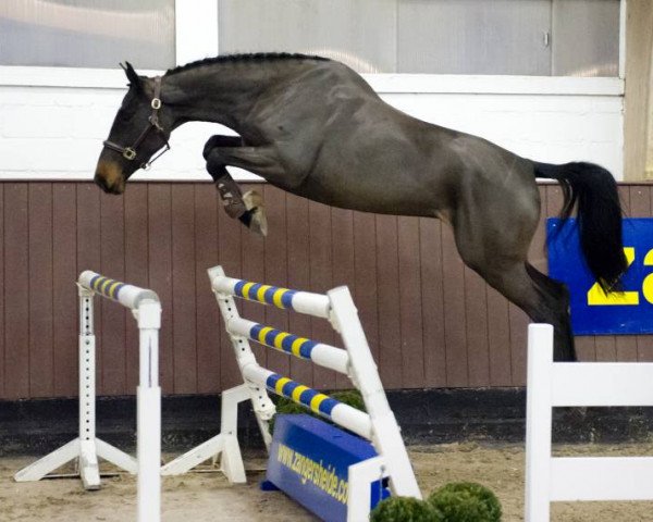 horse Bieke van het Scheefkasteel Z (Zangersheide riding horse, 2013, from Berlin)
