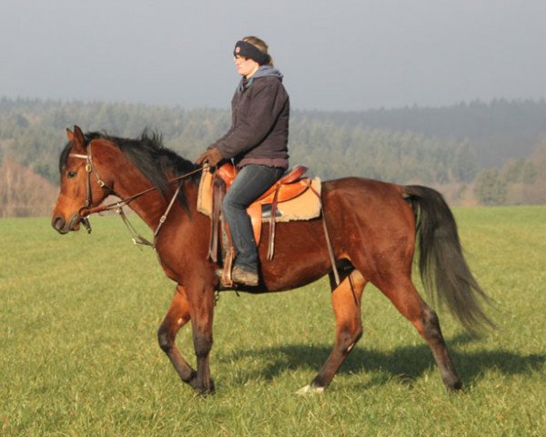 horse Perkon (Arabian purebred, 2013, from Kahil Al Shaqab ox)
