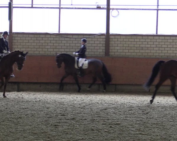 Reitturnier Hellefeld 2019