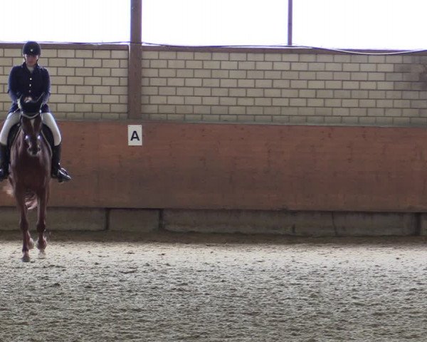 Reitturnier Hellefeld 2019