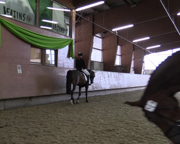 Reitturnier Hellefeld 2019