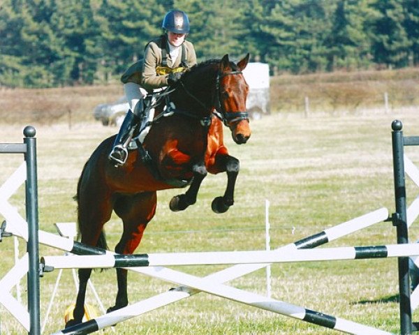 Pferd Lorbaß (Hannoveraner, 2010, von Lissaro)