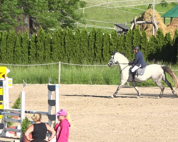 Reitturnier Fehraltorf 2019