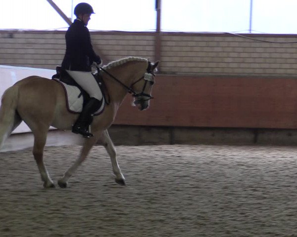Reitturnier Hellefeld 2019