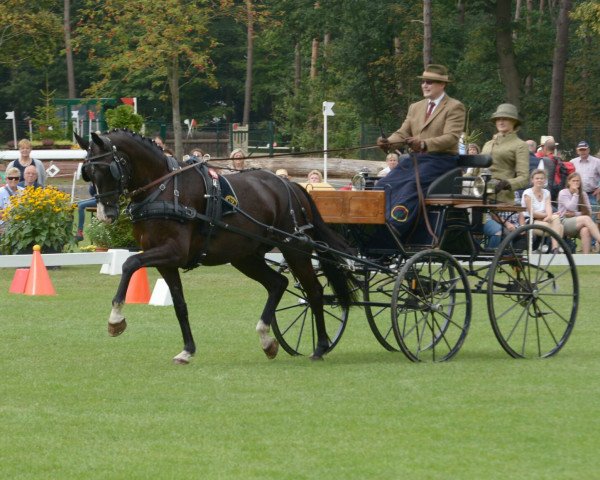 dressage horse Sir Magic (Westphalian, 2011, from San Amour I)