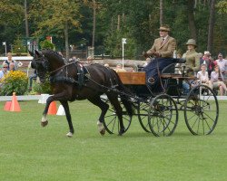 dressage horse Sir Magic (Westphalian, 2011, from San Amour I)