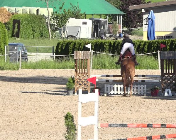 Reitturnier Fehraltorf 2019