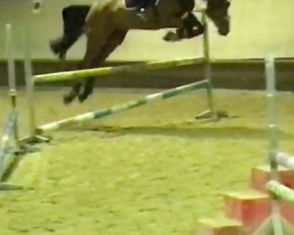 dressage horse Lucky 1649 (German Sport Horse, 2010, from Long Island Z)