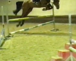 dressage horse Lucky 1649 (German Sport Horse, 2010, from Long Island Z)