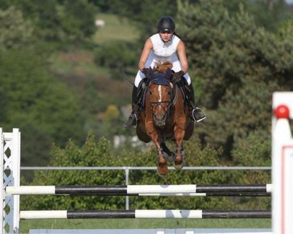 jumper Ernie 46 (Hanoverian, 2003, from Espri)