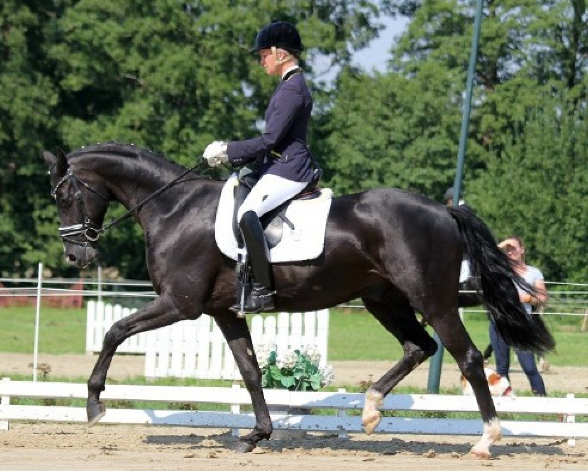 Dressurpferd Daim M (Hannoveraner, 2012, von Damsey FRH)