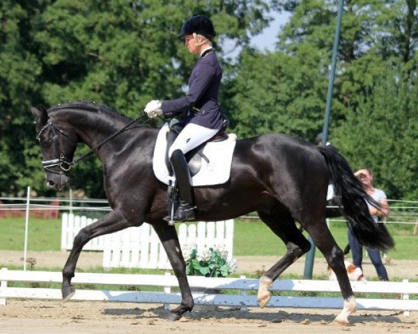 Dressurpferd Daim M (Hannoveraner, 2012, von Damsey FRH)