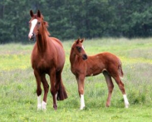 Zuchtstute Hannelore (Hannoveraner, 2004, von His Highness)