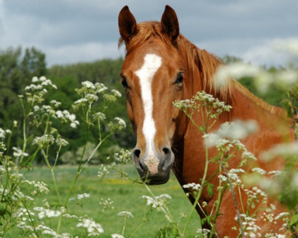 broodmare Hillary (Hanoverian, 2004, from His Highness)