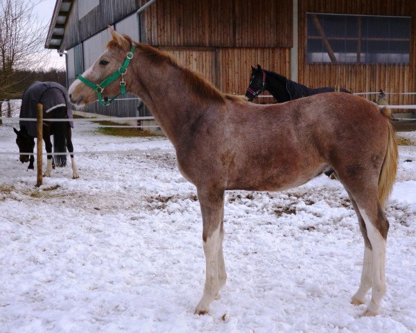 horse Zappzerapp Z (Zangersheide riding horse, 2021, from Zinedine)