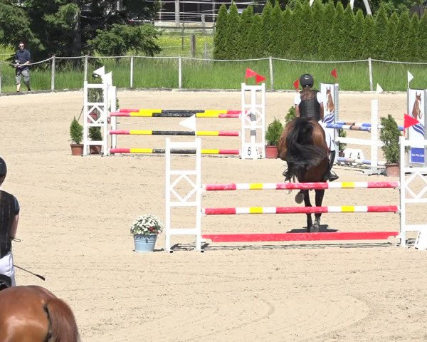 Reitturnier Fehraltorf 2019