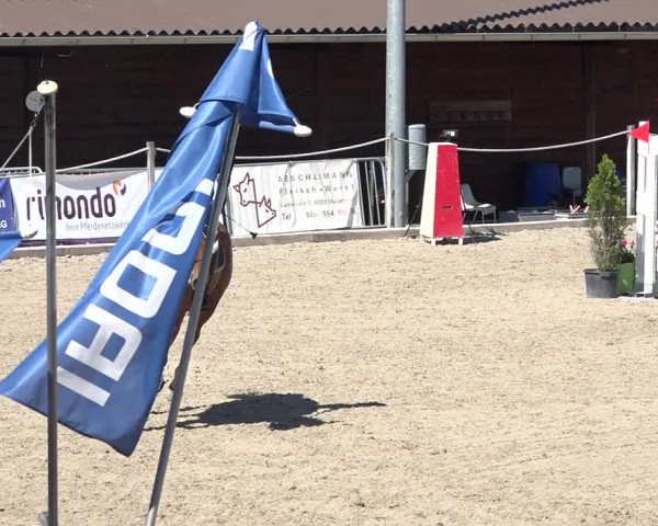 Reitturnier Fehraltorf 2019