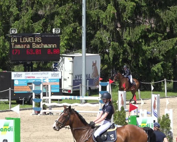 Reitturnier Fehraltorf 2019