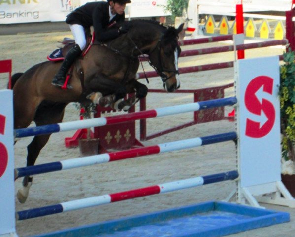 Springpferd Aktor (Schwedisches Warmblut, 2001, von Carnute)