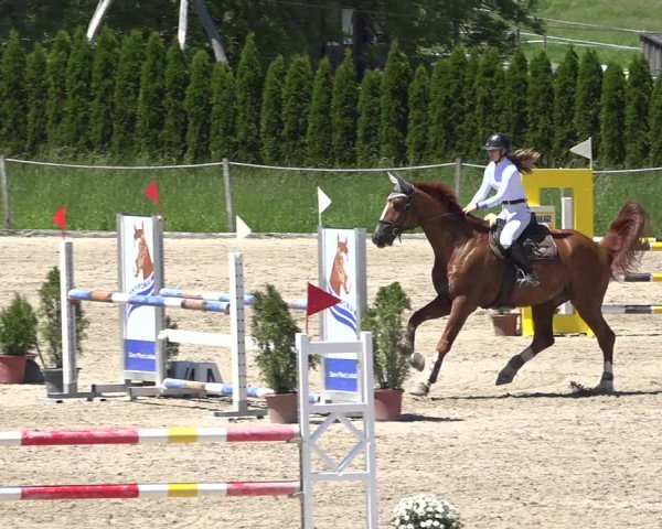 Reitturnier Fehraltorf 2019