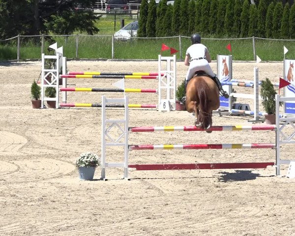 Reitturnier Fehraltorf 2019
