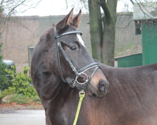 horse Mocca Sahne (German Riding Pony, 2014, from Massai 47)