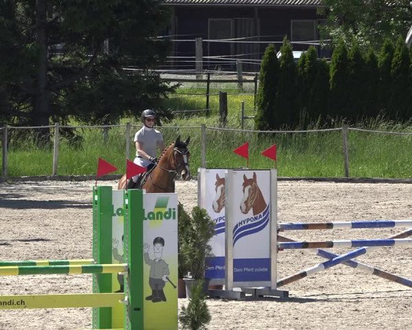 Reitturnier Fehraltorf 2019