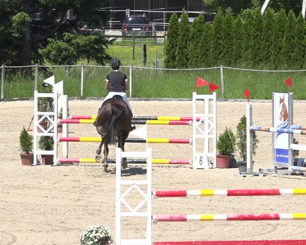 Reitturnier Fehraltorf 2019
