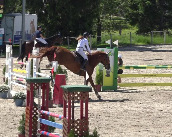 Reitturnier Fehraltorf 2019