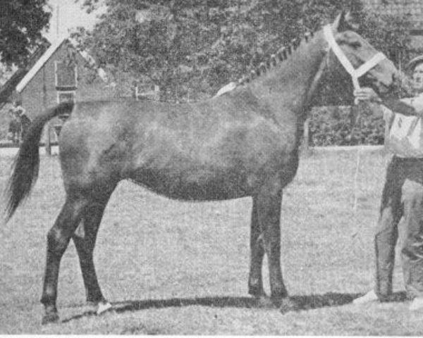broodmare L.Marijke (Gelderland, 1947, from Voorman) broodmare L.Marijke (Gelderland, 1947, from Voorman)