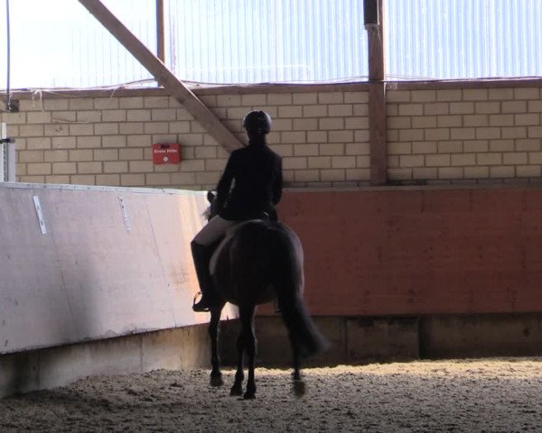 Reitturnier Hellefeld 2019