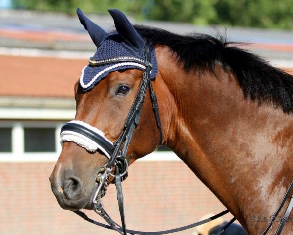 dressage horse Amazing Dream 10 (Oldenburg, 2007, from Albatros 86)