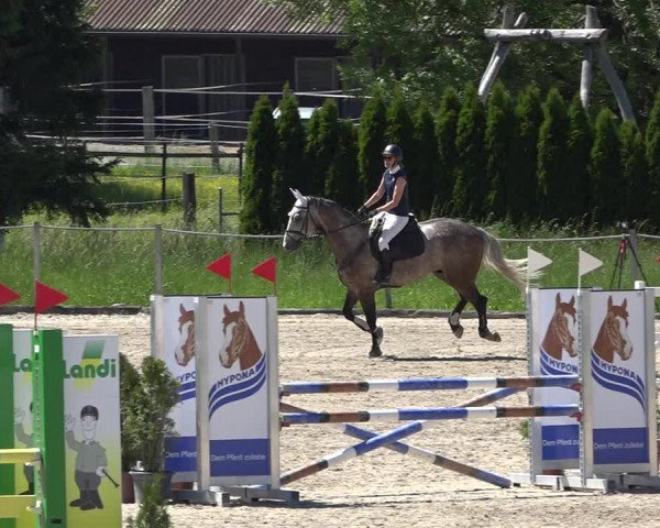 Reitturnier Fehraltorf 2019