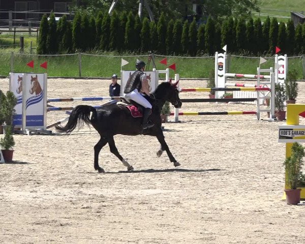 Reitturnier Fehraltorf 2019