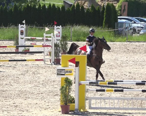 Reitturnier Fehraltorf 2019