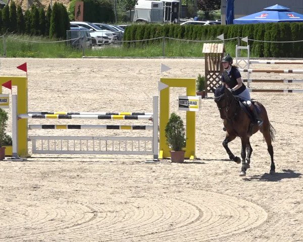Reitturnier Fehraltorf 2019