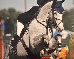 jumper Carlotta W (Hanoverian, 2008, from Calido I)