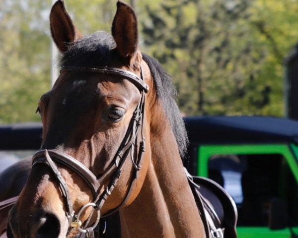horse Alessia 11 (Württemberger, 2007, from Alassio's Boy)