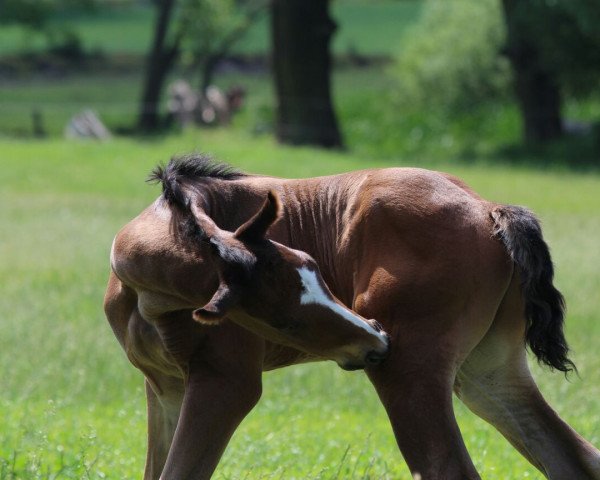 horse Purzel (Hanoverian, 2016, from Fürsten-Look)