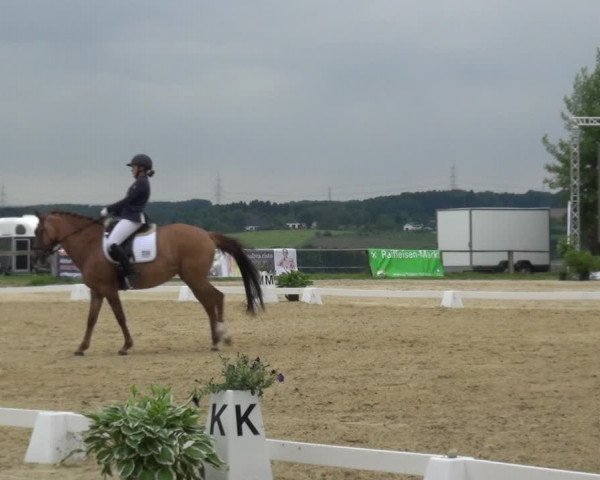 Reitturnier Burscheid-Paffenlöh 2019