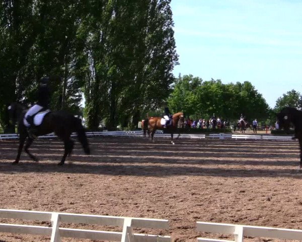 Reitturnier Hamm-Rhynern 2019