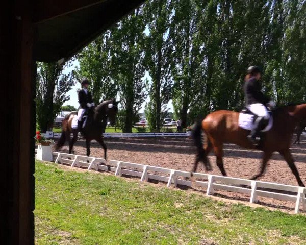 Reitturnier Hamm-Rhynern 2019