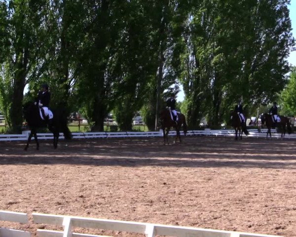 Reitturnier Hamm-Rhynern 2019